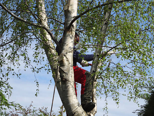 Pest Control for Lawns in Liberty, UT